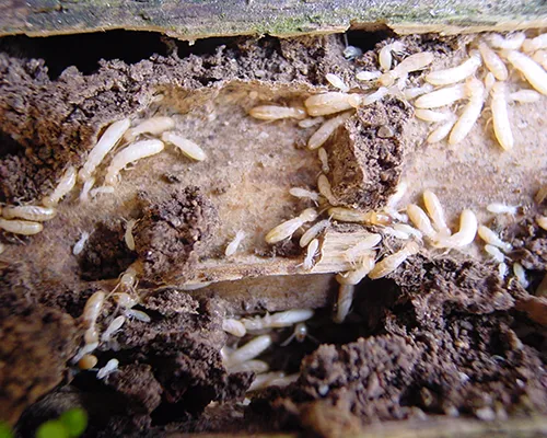 TERMITES1 TERMITES1