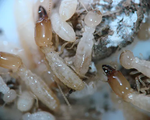 TERMITES2